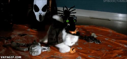 ¡Preparaos mortales, el temor de la noche de Halloween se acerca! gato,jugar,calabaza,Halloween,gatito,cachorro,uy si que miedo