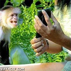 borrachera,despues,sorprendido,mono,titi,ense&ntilde;ar,foto,movil