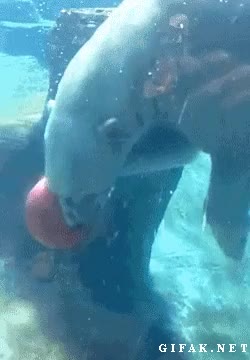 oso polar,pelota,jugar,agua,botar,bajo el agua