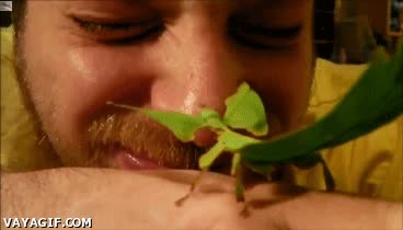 Cada uno tiene la mascota que quiere, ¿por qué no un bicho hoja? Phyllium giganteum,bicho,insecto,hoja,nariz,hombre,mascota