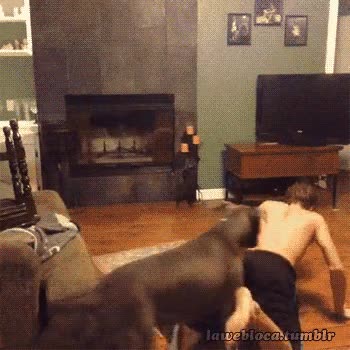 sentir,montar,perro,humano,bailar,amor