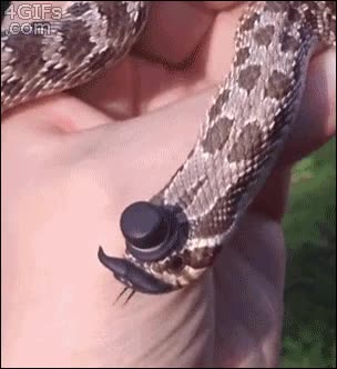 serpeinte,like a sir,imagen,sombrebro,bigote