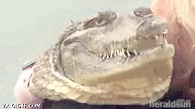 cocodrilo,mascota,paseo,correa,pasear