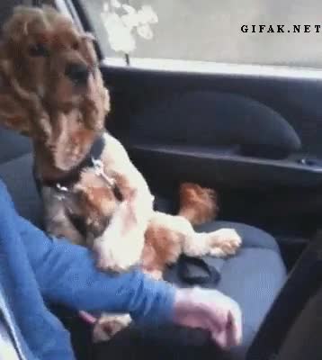 Perro,Asiento,Coche,Acompa&ntilde;ante,Viaje,Miedo,Cocker