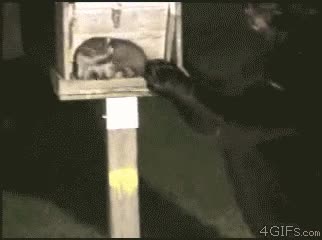 testigo de jehova,oso,mapache,animales,osocristo