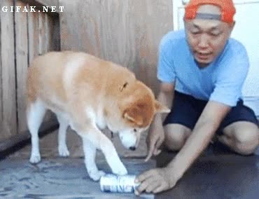 Reciclaje,Perro,Chino,Lata,Aplastar,Comprimir,Cerveza,Reciclar