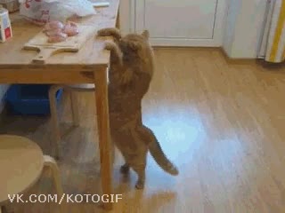 gato,comida,dieta,alcanzar,carne,pollo,intentar