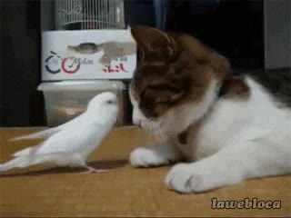 satisfacción,gusto,gato,acicalar,acariciar,loro