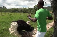avestruz,bailar,ritmo,música,safari,huevo