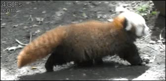 panda rojo,presumir,gimnasio,fuerza,m&uacute;sculs,agujetas,dia despues