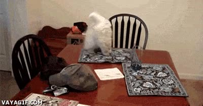 gato,vaso,golpe,risa,mantel,resbalar,mesa,caer