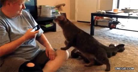 Movil,Gato,Humano,Malo,Atacar,Odiar,Telefono