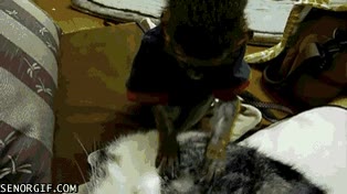 limpiar,gato,mono,buscar parasitos,peluqueria felina