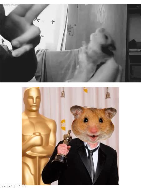 Hamster,Muerte,Actor,Armar,Disparar,Premio,Oscar