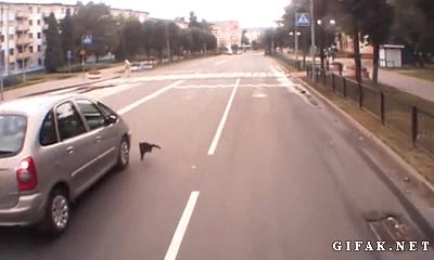 Gato,Carretera,Calle,Jugar,Peligroso,Atropellar,Coche,Tocar,Rueda