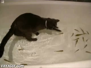 ba&ntilde;era,pescar,clases de pesca,peces,ba&ntilde;o