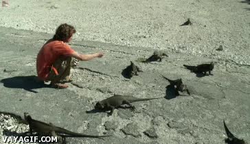 iguanas,lagartos,reptiles,dar de comer,comida