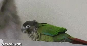 picotazo,gato,morder,pico,loro,picar