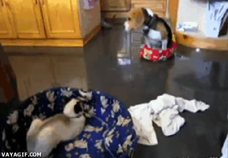 gato,due&ntilde;o,perro,cama,peque&ntilde;a,grande,injusticia