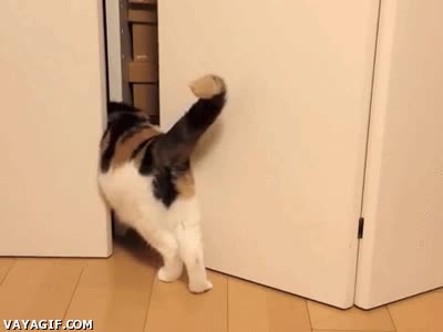 gato,entrar,puerta,empujar,ayuda,gordo,no caber