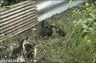 gato,pato,gatito,atacar,jugar,pelear,and the winner is