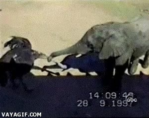 elefante,avestruz,cara,pelea,trompa,cuello,cabeza