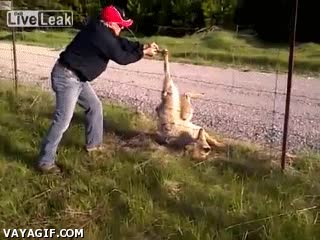 salvar,lobo,atrapado,enganchado,valla,suerte,buen samaritano