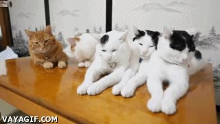 paciencia,pomelosgatos,quietos,como estatuas,patas