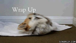 enrollarse,wrap up,perro,manta,taparse