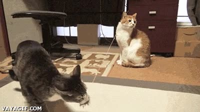 gato,arma,tirar,cuerda,elastico,cara,goma,lanzar