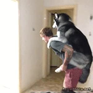 husky,perro,a caballito,mimar,caminar