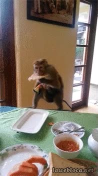 escuela,ir,comida,antojo,mono,robar,hotel,buffet libre