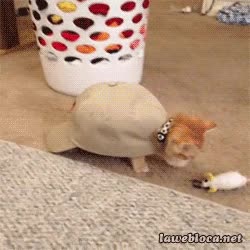 gato,gorra,andar,caparazón,tortuga,gatito