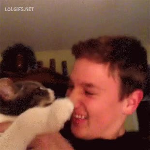 Ya te he dicho que odio los besos, no sé por qué lo sigues intentando gato,molestar,rasguño,dueño,arañar,besos,zarpazos