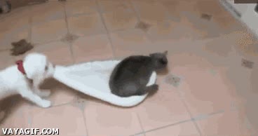 gato,cama,perro,cachorro,comodo,pelea