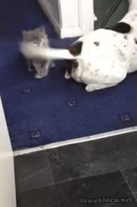 cola,perro,jugar,gato,golpear,cachorro