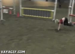 equitacion,saltar,niña,truco,caballo,proposito,vallas