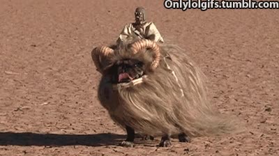 perro,disfraz,miedo,pug,asustar,halloween,carlino,star wars