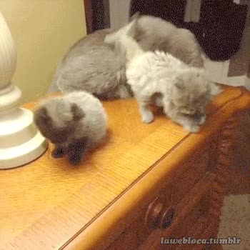 madre,gato,lavar,empujar,armario,al suelo