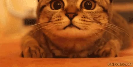 gato,atento,cabeza,hablar,levantar,atencion,expresion