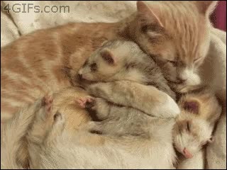 hurones,gato,diario,camuflaje,cari&ntilde;o,madre,lavar,adoptados