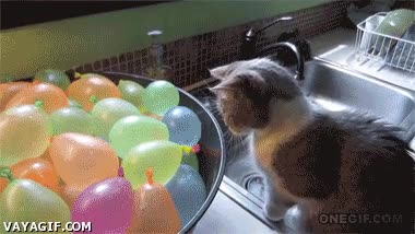 Gato,Descubrir,Agua,Globo,Verano,Conocer,Pinchar