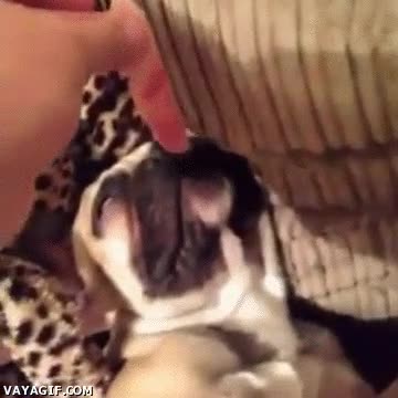 jamón dulce,despertar,perro,gusto,revivir,oler