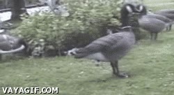 mu&ntilde;eco,estatua,truco,salir,pato