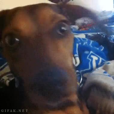 Perro,Cara,Ojos,Amazed,Feliz,Contento,Despertar,Susto