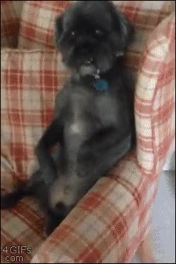 ¡Os estoy vigilando, humanos, aquí nadie se acerca a mis pelotas! vigilar,sentar,perro,tranquilidad,sentado