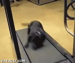 perro,deporte,correr,caida,fail,voltereta final epica