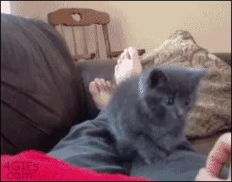 gato,cachorro,tierno,poderes,dedo