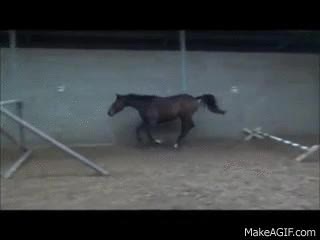 saltar,&iquest;para que saltar si paso por debajo?,caballo,fail,inteligente