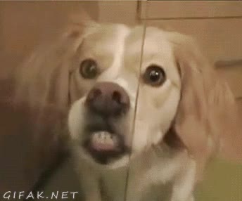 Espejo,Perro,Risa,Lol,Cara,Boca,Re&iacute;r,Dientes,Reflejo